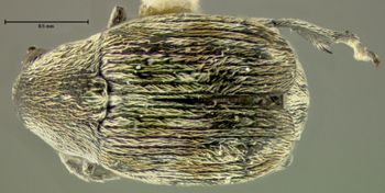 Media type: image;   Entomology 25061 Aspect: habitus dorsal view
